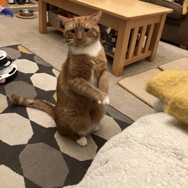 Does anyone’s cat eat only dry food?
