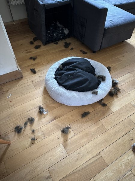 Adolescent Dog Survival Thread - get teenage licks right through the night!