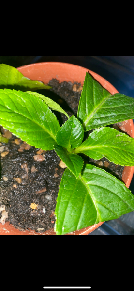 Can you tell me what is wrong with my hydrangea cuttings? Pics!
