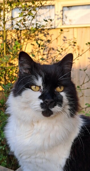 Rescue cats, show me yours!