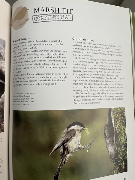 What is this bird?