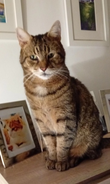 Ring Out, Wild Bells! As 2025 approaches, the Excellent Cats raise their game with a discussion on Tennyson's poetry