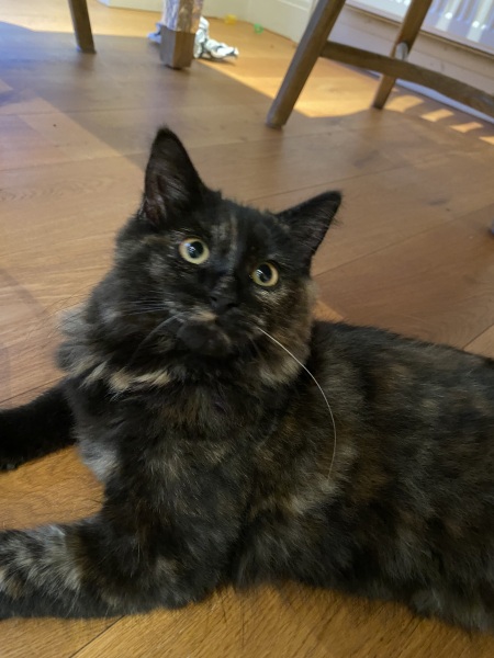 Anyone got a tortie?