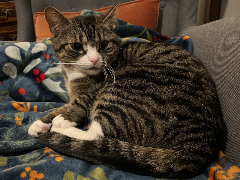 Thread 15 Starmer - Nolite te bastardes carborundorum