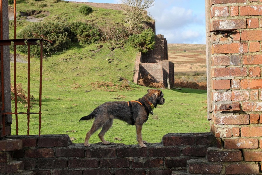 Border terriers