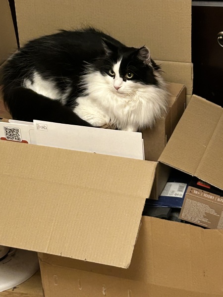Any cat lovers know what breed of cat this might be or mix?
