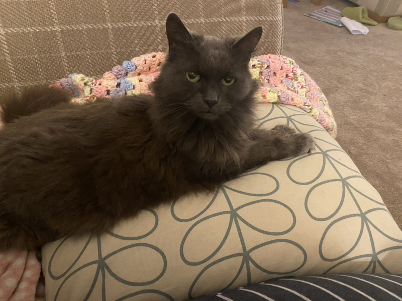 To ask me to show me your cat