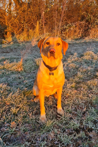 Complete raw food (for lab)