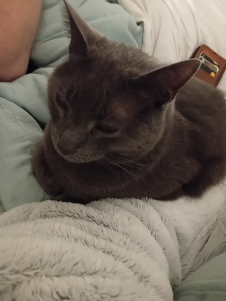 To ask me to show me your cat