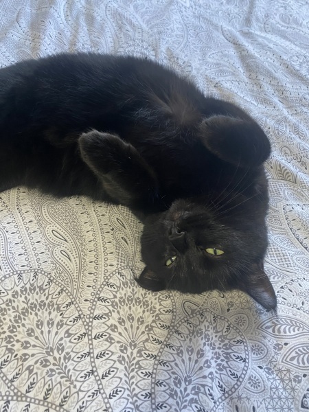 To ask me to show me your cat