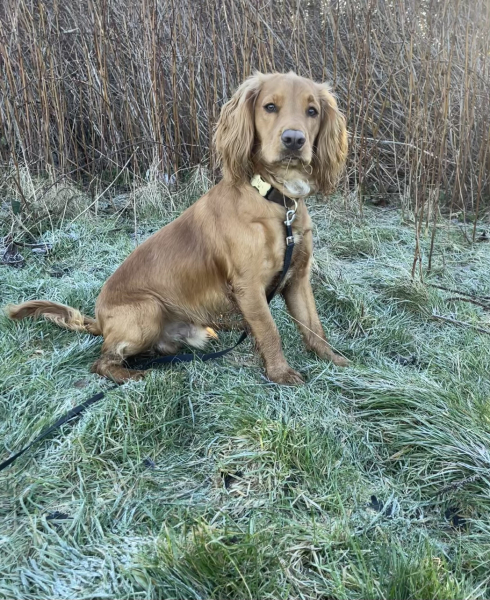 Adolescent Dog Survival Thread - get teenage licks right through the night!