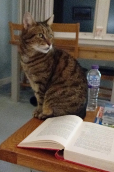 Ring Out, Wild Bells! As 2025 approaches, the Excellent Cats raise their game with a discussion on Tennyson's poetry