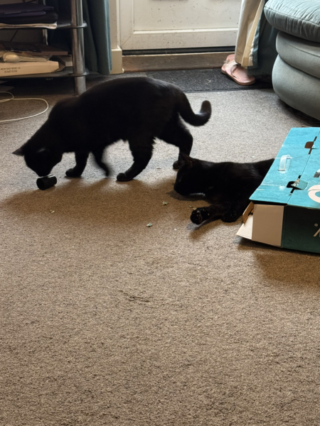 I think I want to adopt a cat but I’ve never had a cat before and I have questions!