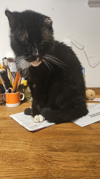 To ask me to show me your cat