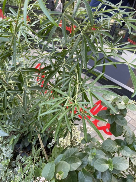 Help identify plants (pics)