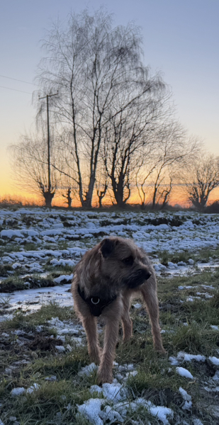Border terriers