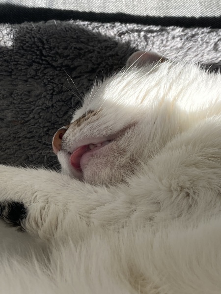 Thread 17: Starmer: Treading softly.