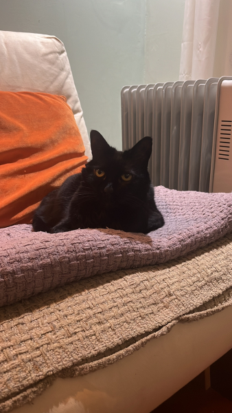 Rescue cats, show me yours!