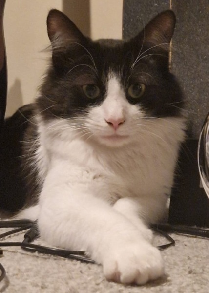 Black and white cats. (pics please!)