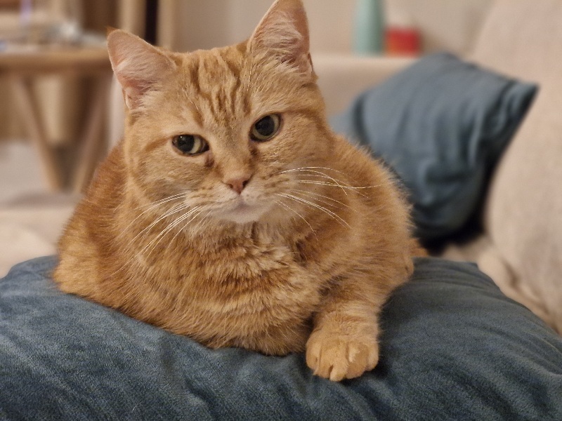 I think I want to adopt a cat but I’ve never had a cat before and I have questions!