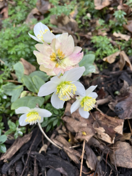 Thread 17: Starmer: Treading softly.