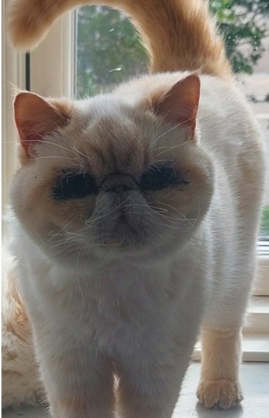 Which breed indoor cat please?