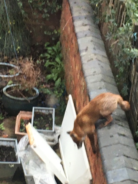 Ring Out, Wild Bells! As 2025 approaches, the Excellent Cats raise their game with a discussion on Tennyson's poetry