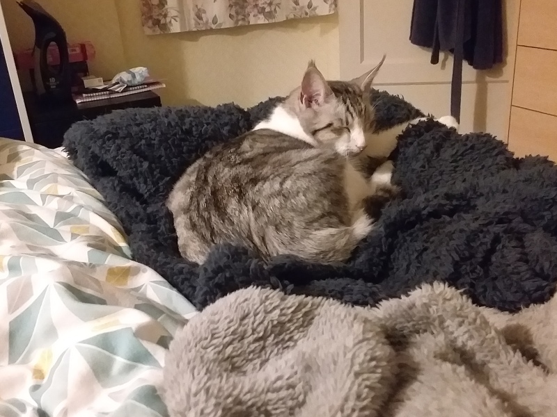 Ring Out, Wild Bells! As 2025 approaches, the Excellent Cats raise their game with a discussion on Tennyson's poetry