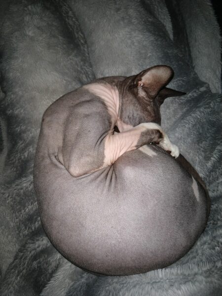 Which breed indoor cat please?