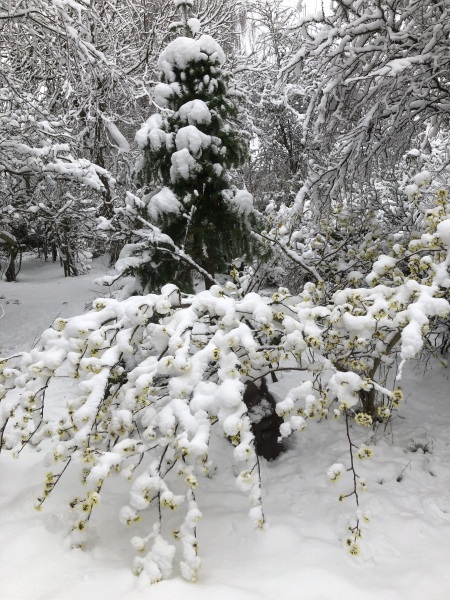 What have you done in the garden today? Part 6