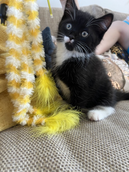 Black and white cats. (pics please!)