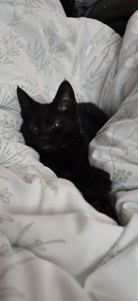 To ask me to show me your cat