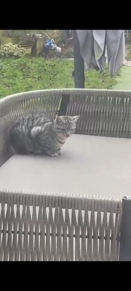 Ring Out, Wild Bells! As 2025 approaches, the Excellent Cats raise their game with a discussion on Tennyson's poetry