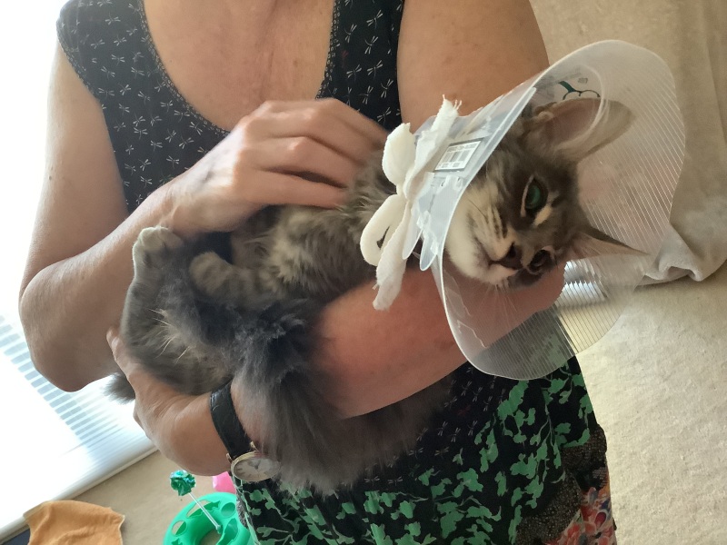 Ring Out, Wild Bells! As 2025 approaches, the Excellent Cats raise their game with a discussion on Tennyson's poetry