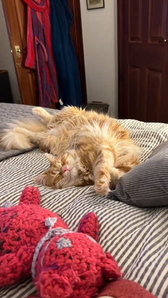 Show me your best kitten toys please!