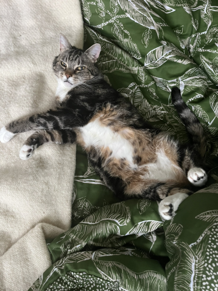 Thread 15 Starmer - Nolite te bastardes carborundorum