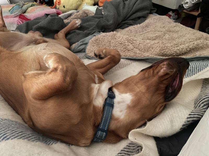Adolescent Dog Survival Thread - get teenage licks right through the night!