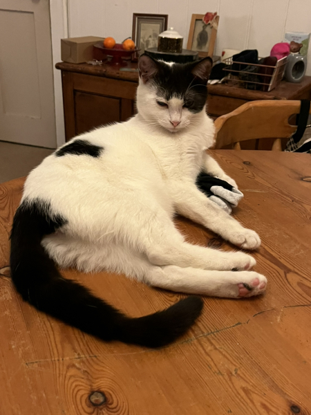 Black and white cats. (pics please!)