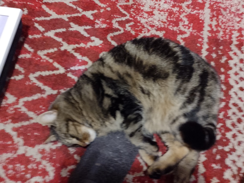 Adopted a cat!