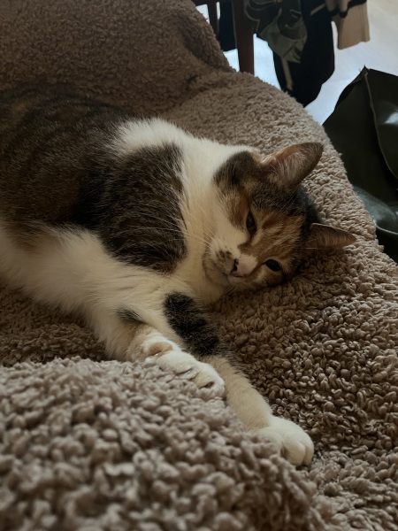 To ask me to show me your cat