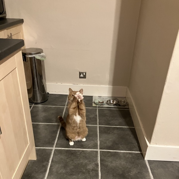 Cat suddenly doing meercat stretching