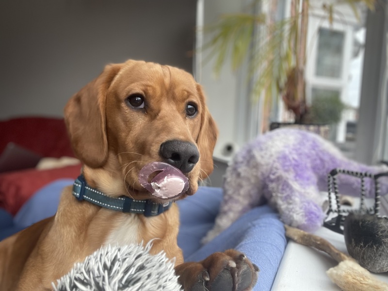 Adolescent Dog Survival Thread - get teenage licks right through the night!