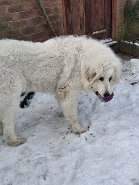 Adolescent Dog Survival Thread - Bark the Herald, furry angels sing!