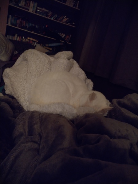 Ring Out, Wild Bells! As 2025 approaches, the Excellent Cats raise their game with a discussion on Tennyson's poetry