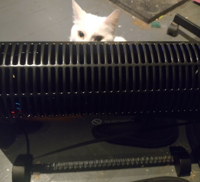 Ring Out, Wild Bells! As 2025 approaches, the Excellent Cats raise their game with a discussion on Tennyson's poetry