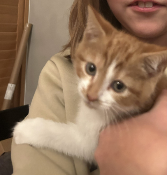 Kitten/cat personalities