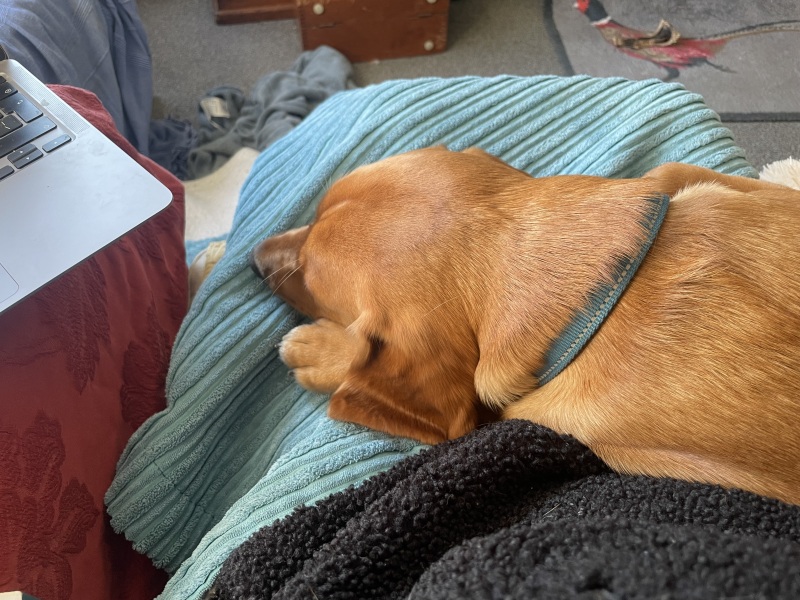Adolescent Dog Survival Thread - Bark the Herald, furry angels sing!