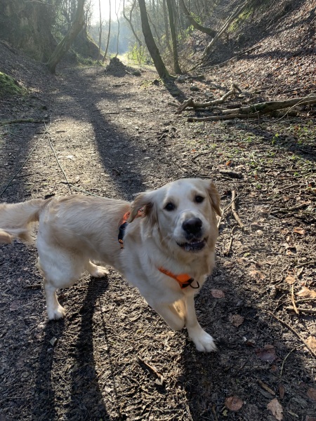 She was supposed to be MY dog!