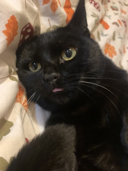 To ask me to show me your cat