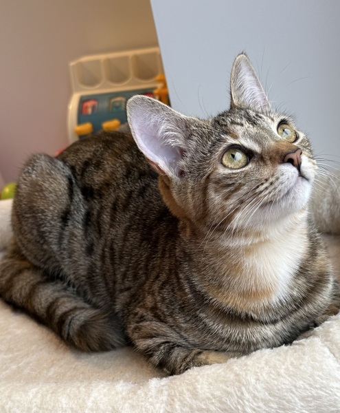 Lap dances, strippers and punch-ups - the Excellent Cats arrange a stag party